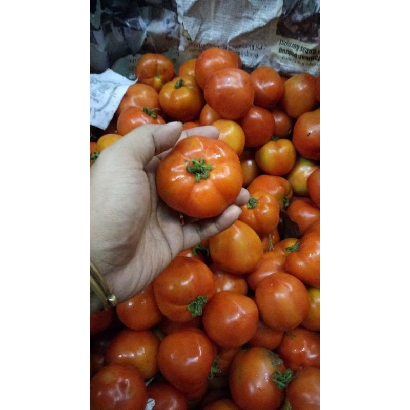 

JYOTI TOMAT TW 500 GR
