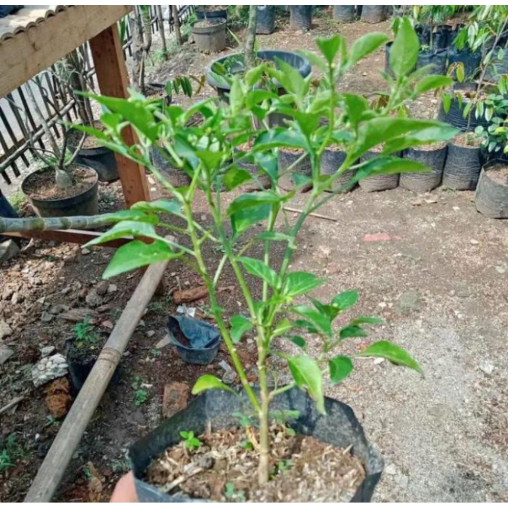 pohon cabai rawit - bibit cabai rawit
