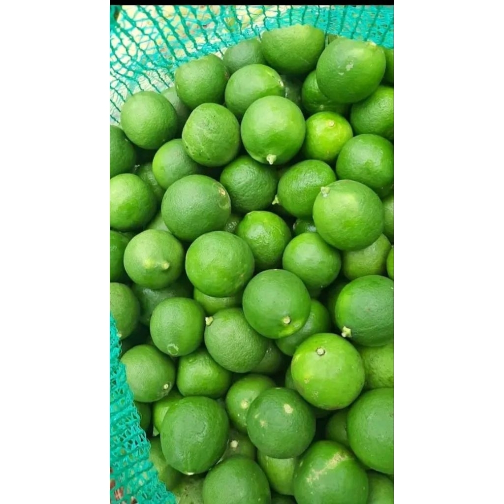 

Jeruk nipis organik fresh ( petik sebelum kemas)