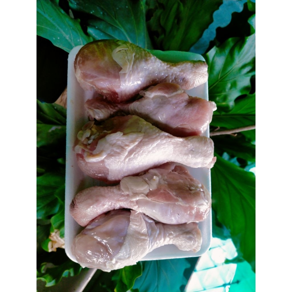 

Paha Pentung ayam