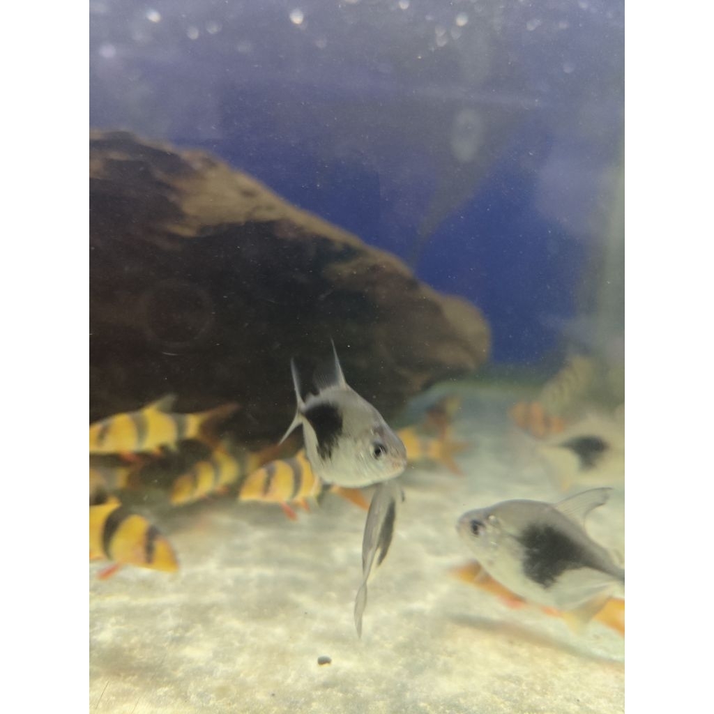 ikan dolar blackberry ikan hias air tawar ikan hias aquarium dekorasi hiasan aquarium