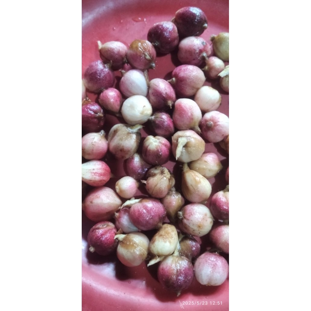 

buah kapol basah /100.g