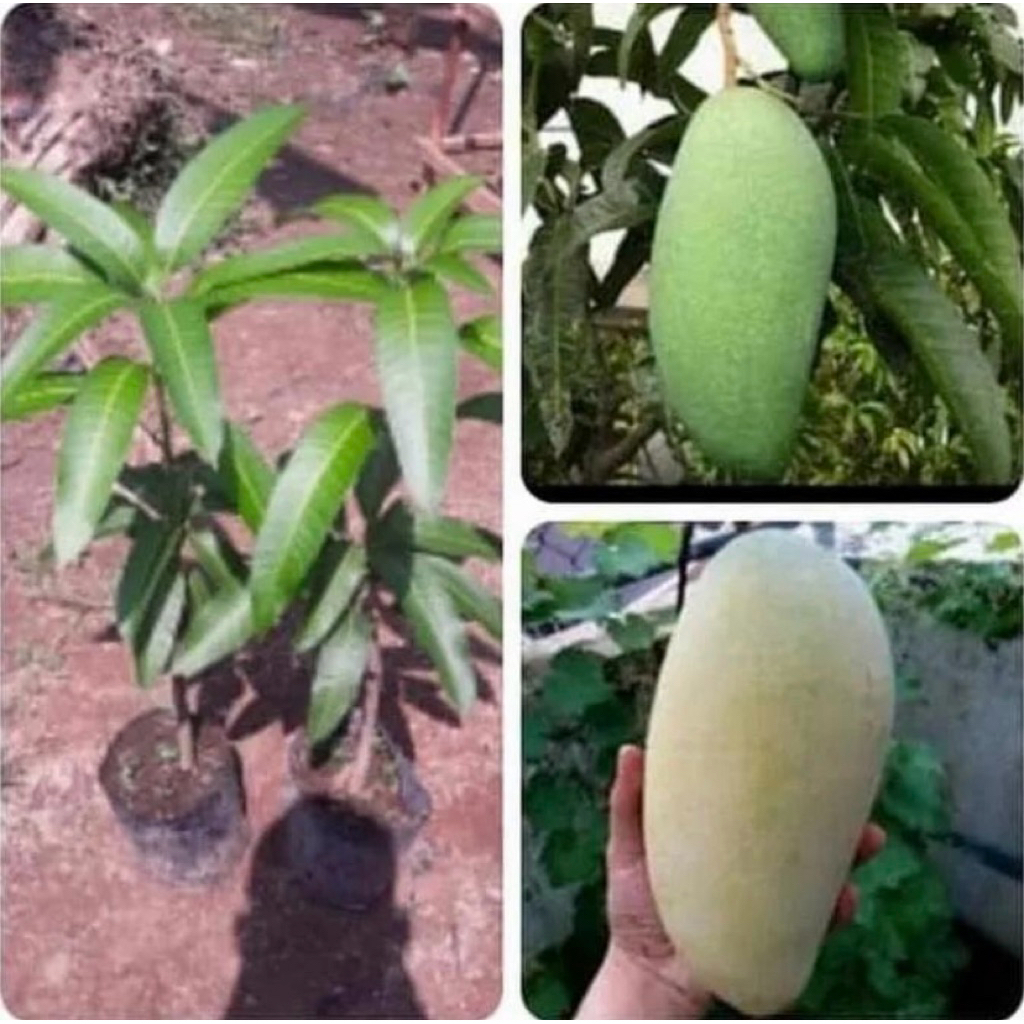 bibit buah mangga kiojay pohon mangga kiojay mangga jumbo