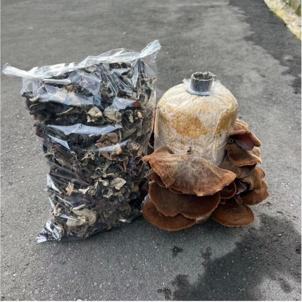 

PROMO !!! JAMUR KUPING KUALITAS TERBAIK MIX BESAR SEDANG BERAT 1 KG, BISA COD