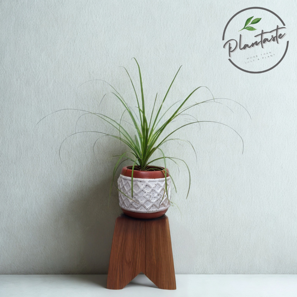 Ponytail Palm Beaucarnea Recurvata Plant Pottery Set | Paket Tanaman Siap Pajang | Plantaste