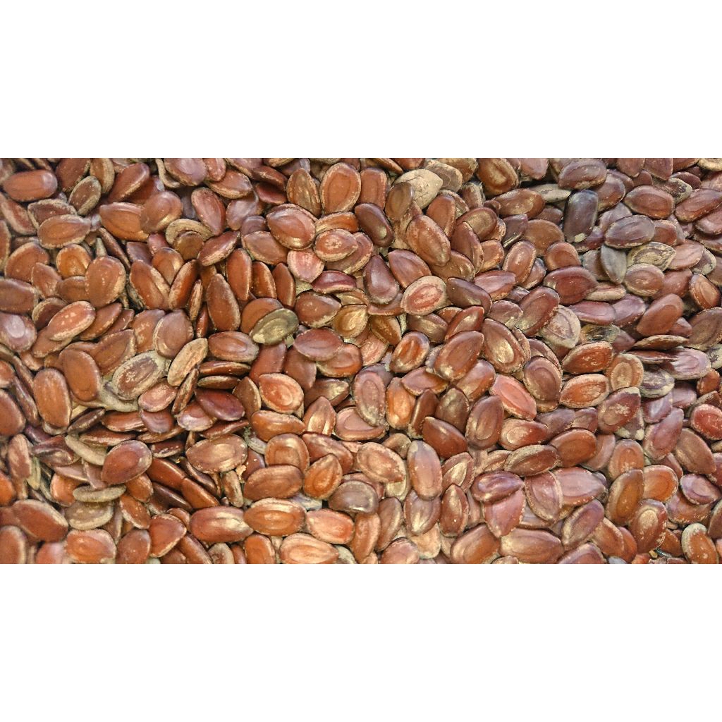 300 Biji Lamtoro Petai Cina Kering Pohon