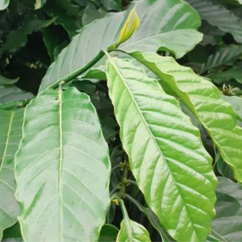 

DAUN KOPI SEGAR 250 GRAM