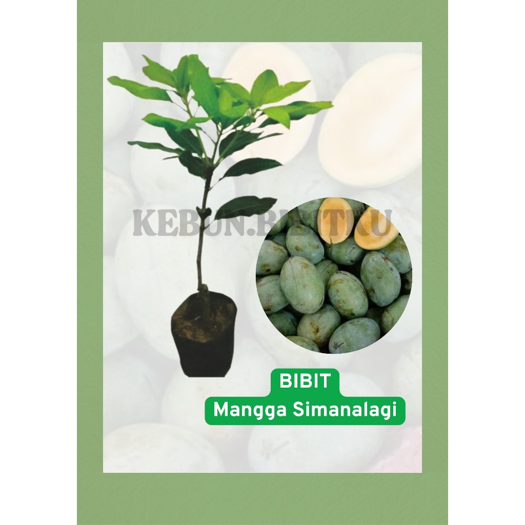 

Bibit Mangga Simanalagi berkualitas tinggi uk.50 s/d 100 cm ukuran polybag 35