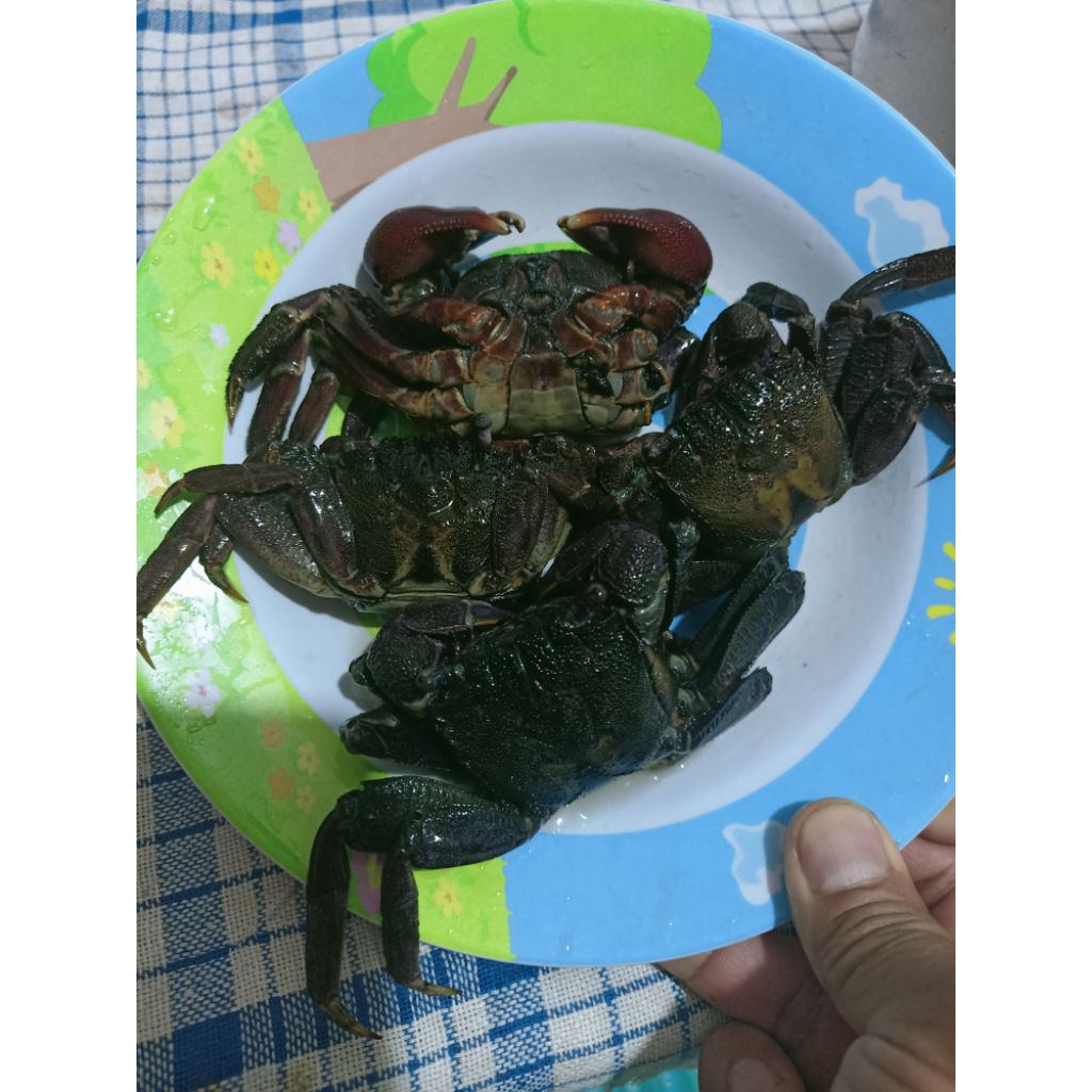 

MAKHI KOI,KERAMAK/WIDENG ASIN MAKANAN KHAS KALIMANTAN