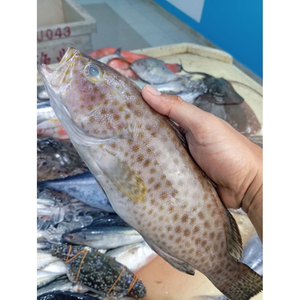 

Ikan kerapu
