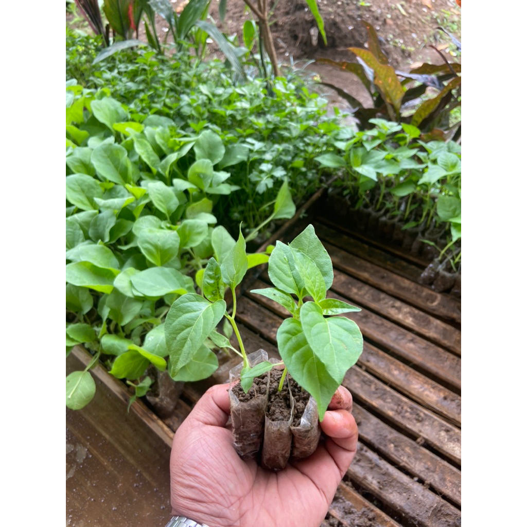 

BERKAH TANI- Paket 50 cabe rawit ori 212 siap tanam