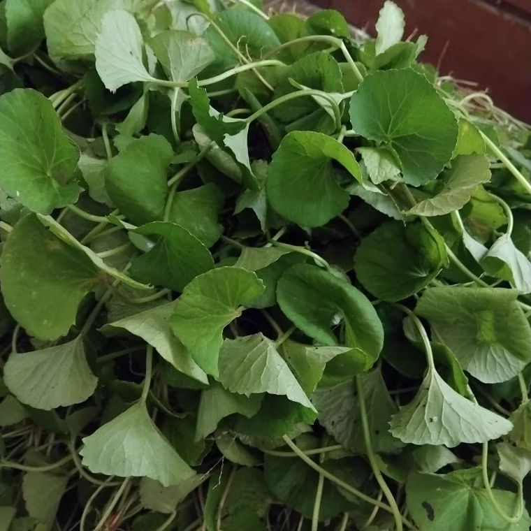 

Daun pegagan segar daun tapak kuda 500 gram