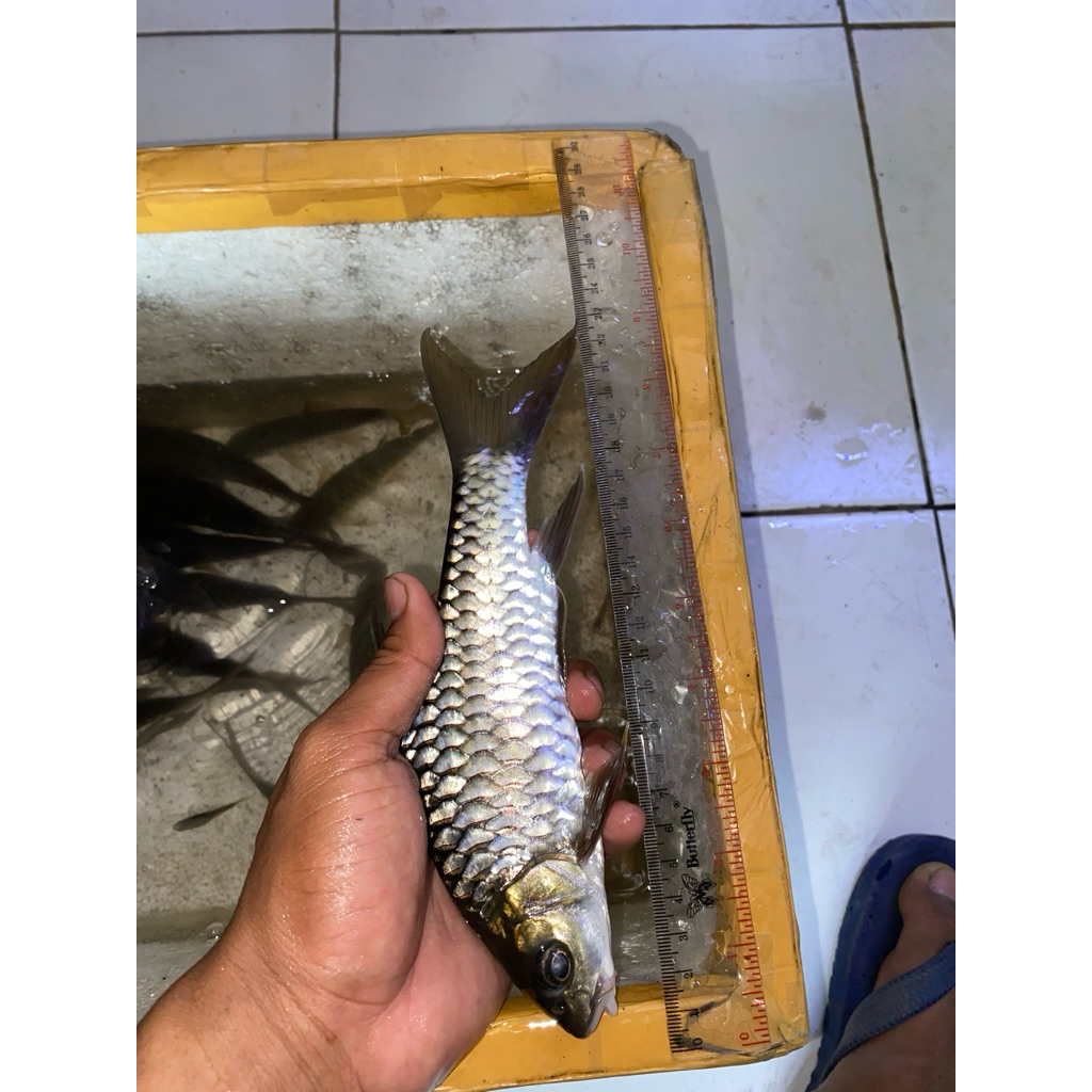 stiker ikan hidup masher