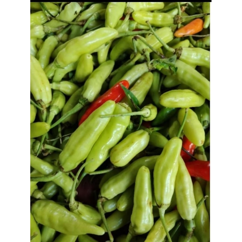 

Cabai rawit biasa/lombok jemprit