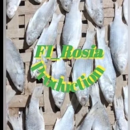 

Promo.333gram.Ikan.Asin.Belanak.fress.No.Heat.No.treat.asli.natural.alam.dg.proses.penggaraman.111%halal