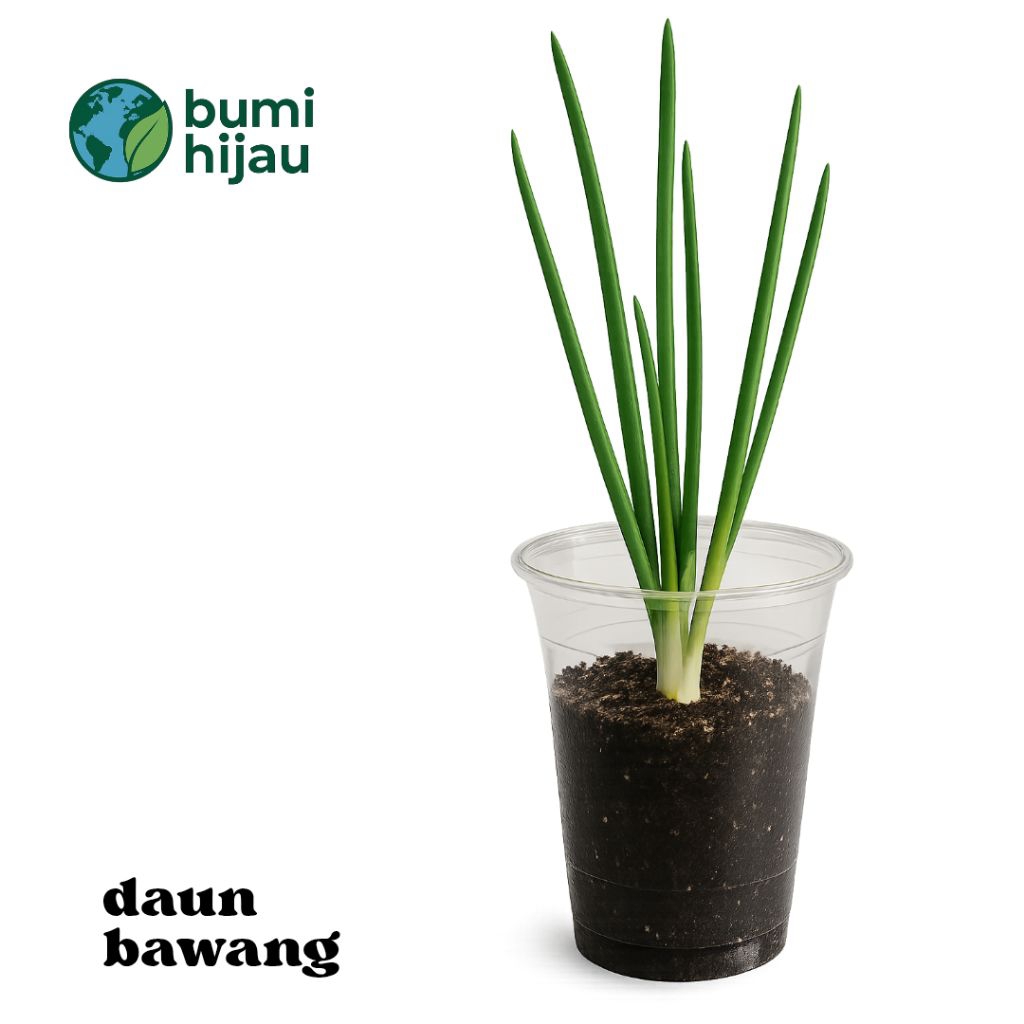 

Daun Bawang Cup