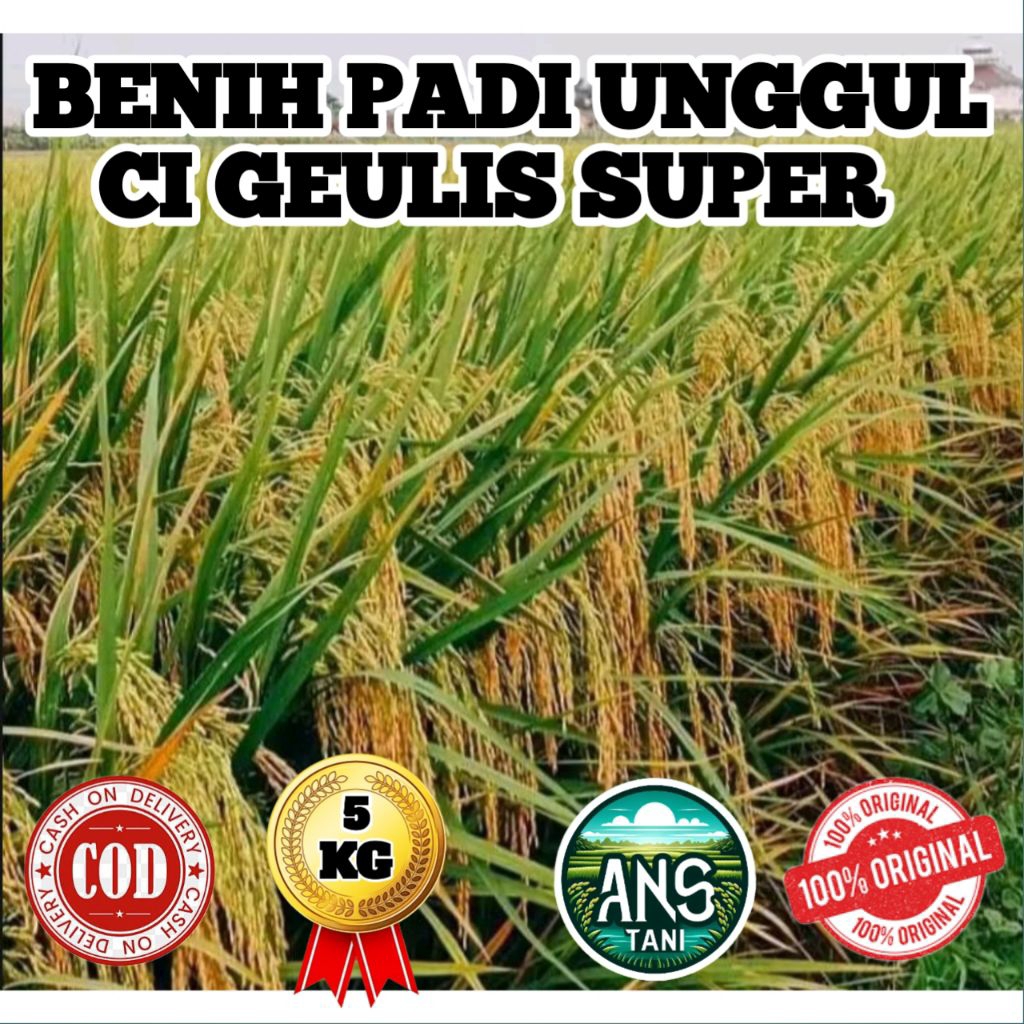 BENIH PADI UNGGUL CIGEULIS SUPER BERKUALITAS KEMASAN 5KG