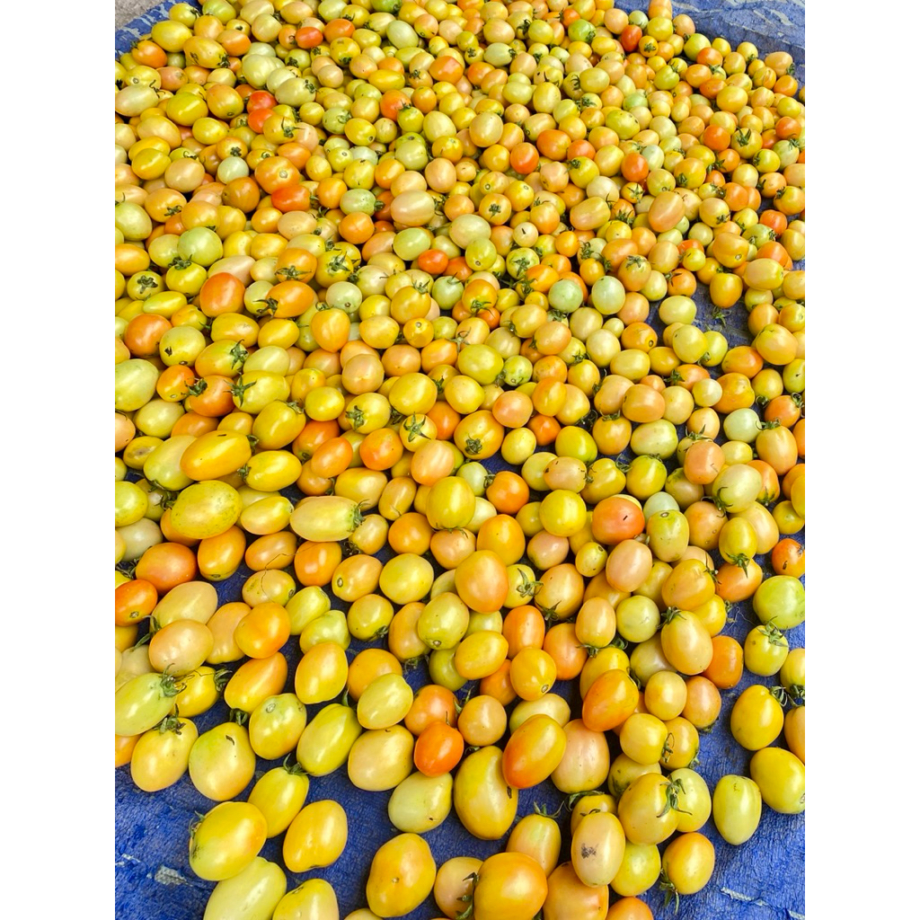 

Tomat Merah 1kg