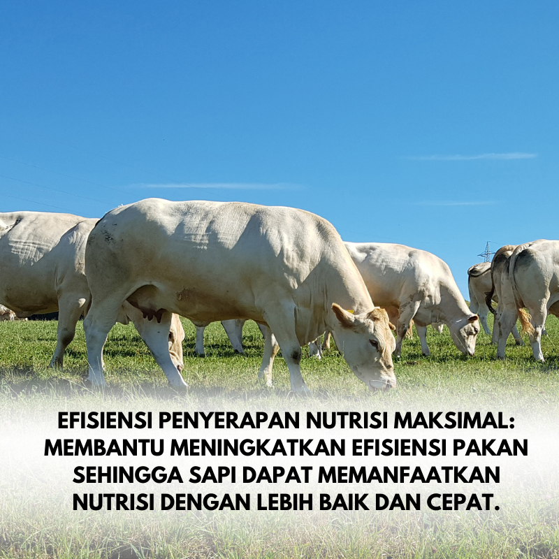RETATARU. OBAT PENGGEMUK SAPI,OBAT CACING SAPI, VITAMIN PENGGEMUK SAPI PALING CEPAT,JAMU SAPI