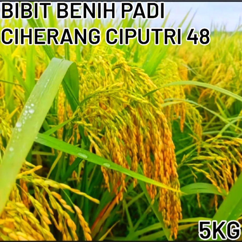 BIBIT BENIH PADI CIHERANG CIPUTRI 48 KEMASAN 5KG