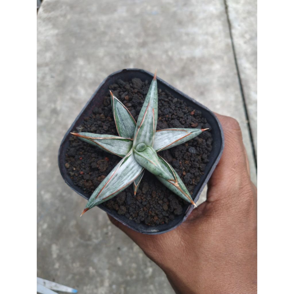 Sansevieria Silver Clone