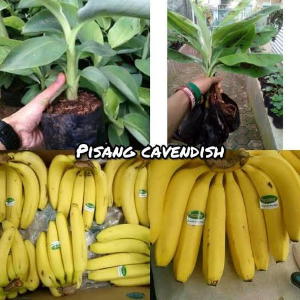 Bibit Pohon Pisang Cavendish Sunpride