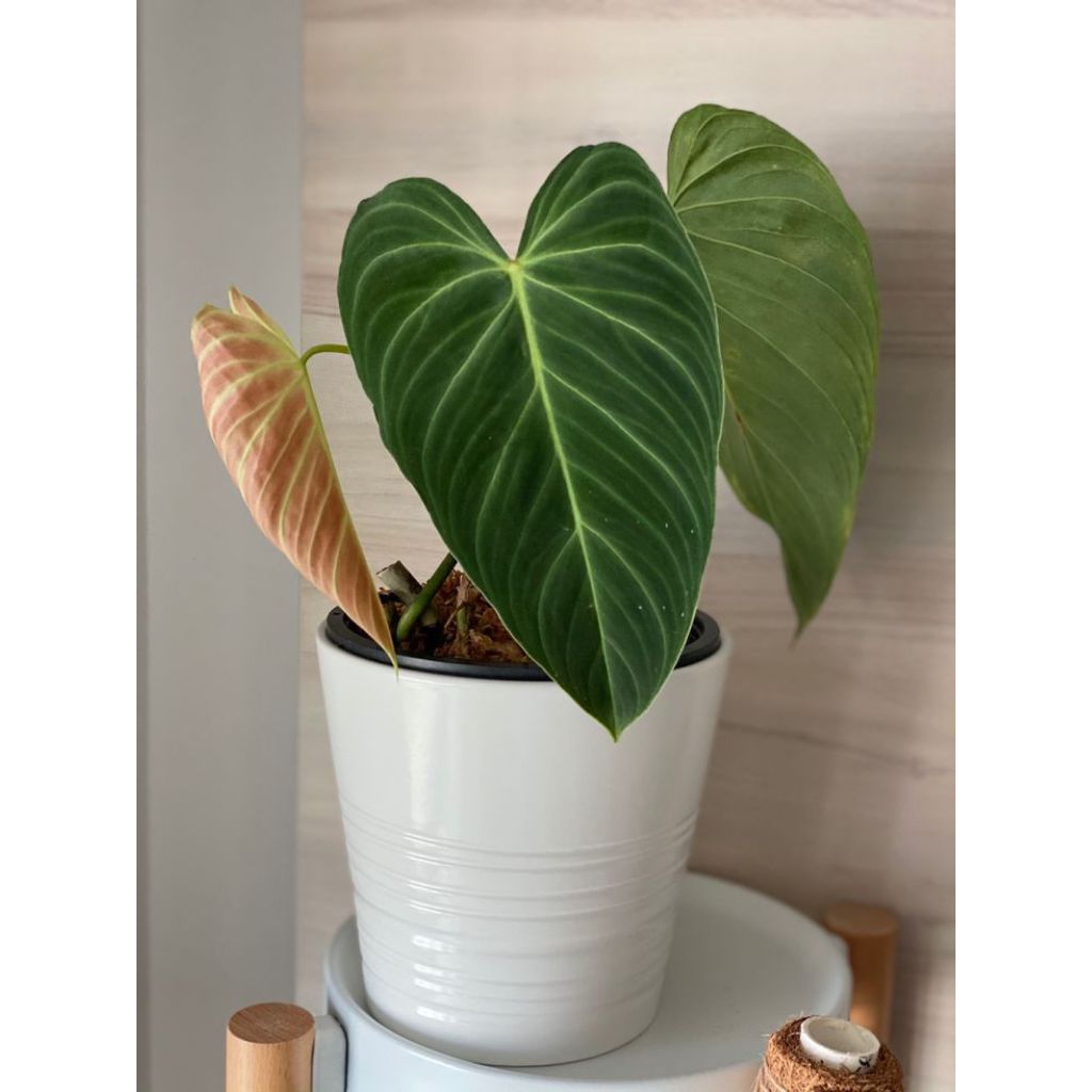 philodendron Splendid