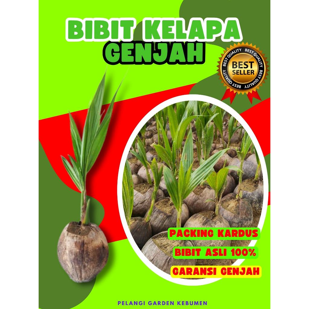 LANGSUNG PETANI.. Tanaman Kelapa Hijau Hibrida Pendek, Tanaman Kelapa Hibrida Hijau Pendek, Tanaman 
