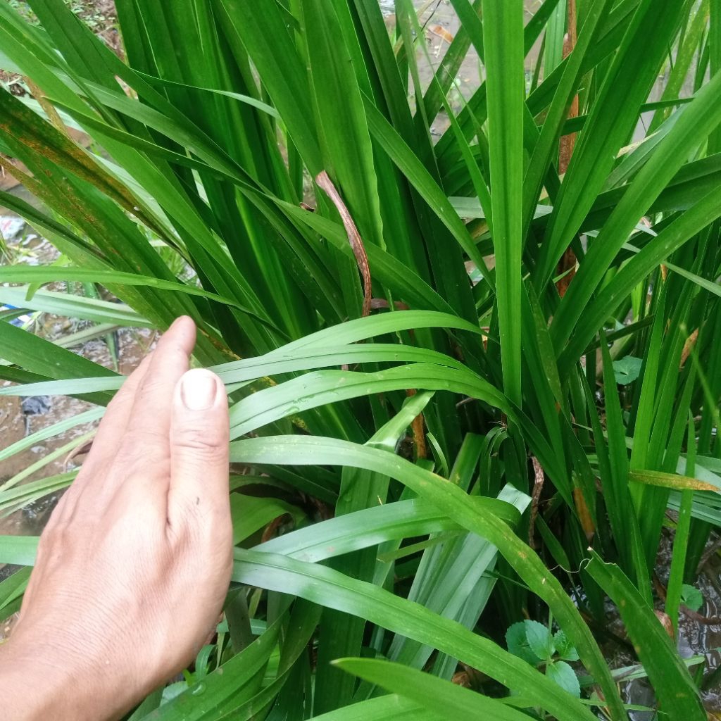 Daun jaringao /jaring eseen ikan nila