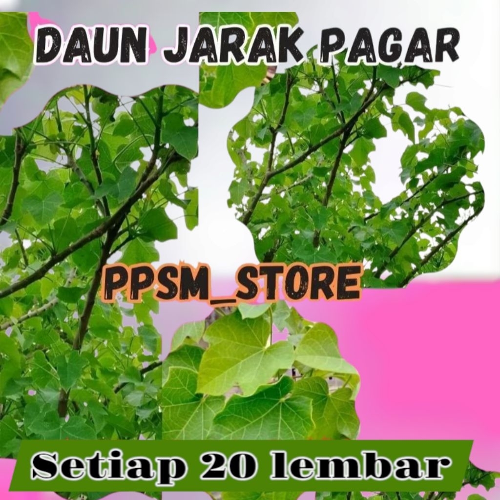 

daun herbal jarak pagar per 20 lembar