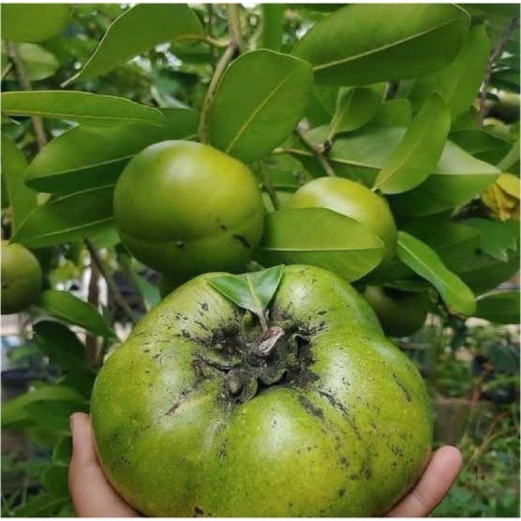 bibit black sapote okulasi dan cangkok cepet berbuah bisa didalam pot