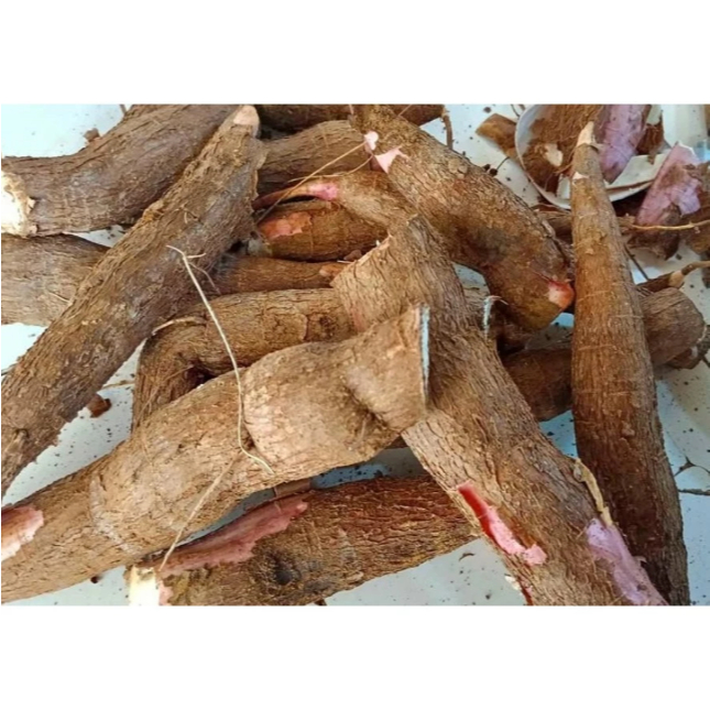 

Singkong Mentah/ Ubi Singkong Segar Alami