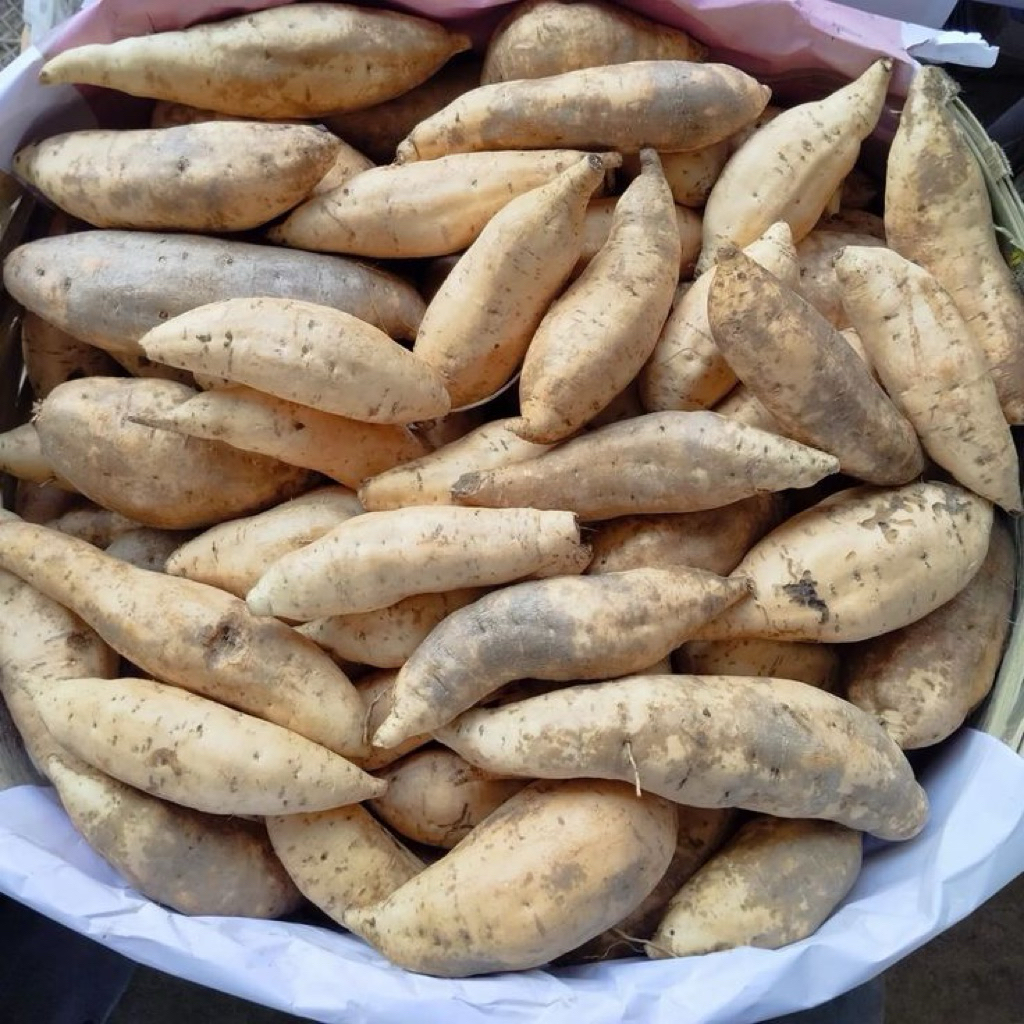 

1kg UBI MADU CILEMBU SPEK OVEN MENTAH SIAP OLAH ISI 4-5 cocok untuk di oven