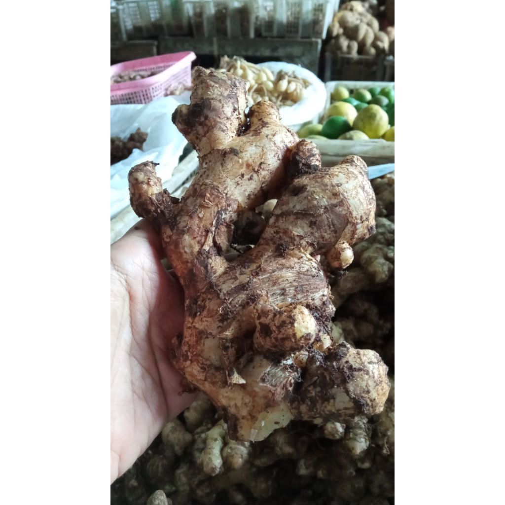 

JAHE GAJAH/SAYUR