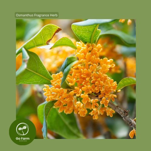 Benih Bibit Osmanthus Fragrance Herb