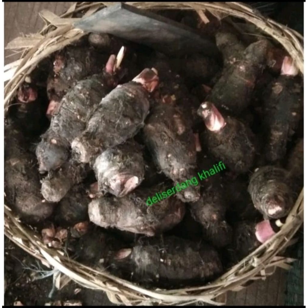

Talas / Keladi 1kg