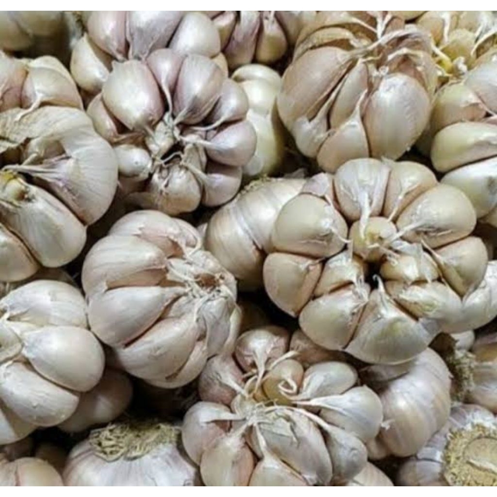 

Bawang putih 500gr bersih dan fresh