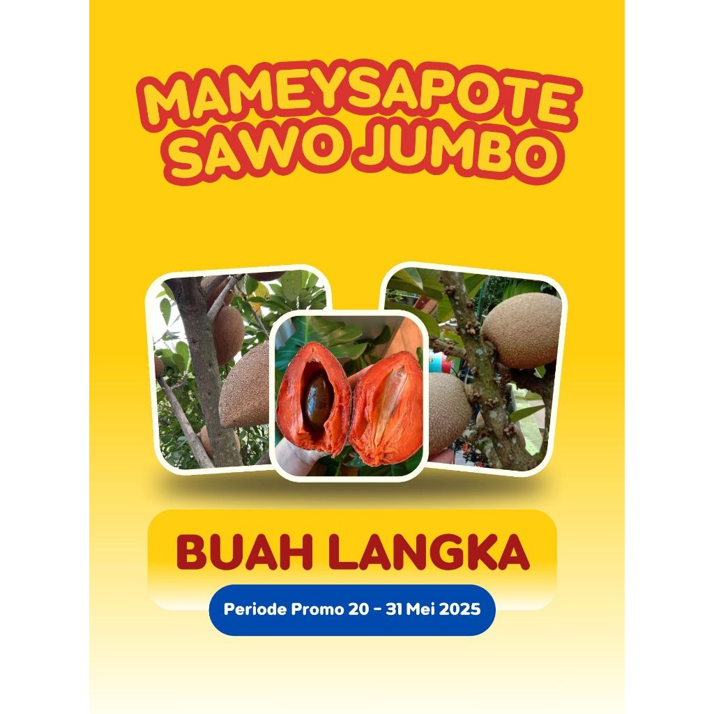 

MATANG DARI POHON !! Buah Mamey Sapote Buah