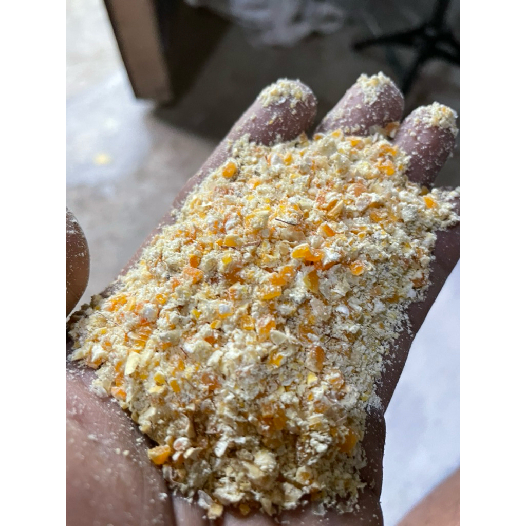 

1 kg jagung giling kering pakan ternak, jagung kering , jagung giling