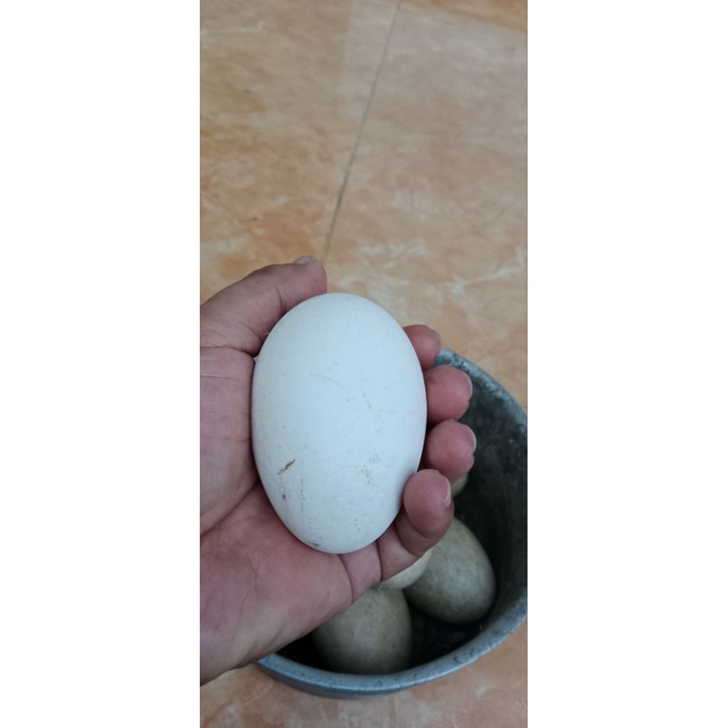 

(paket 5 butir) telur angsa/soang fress untuk konsumsi