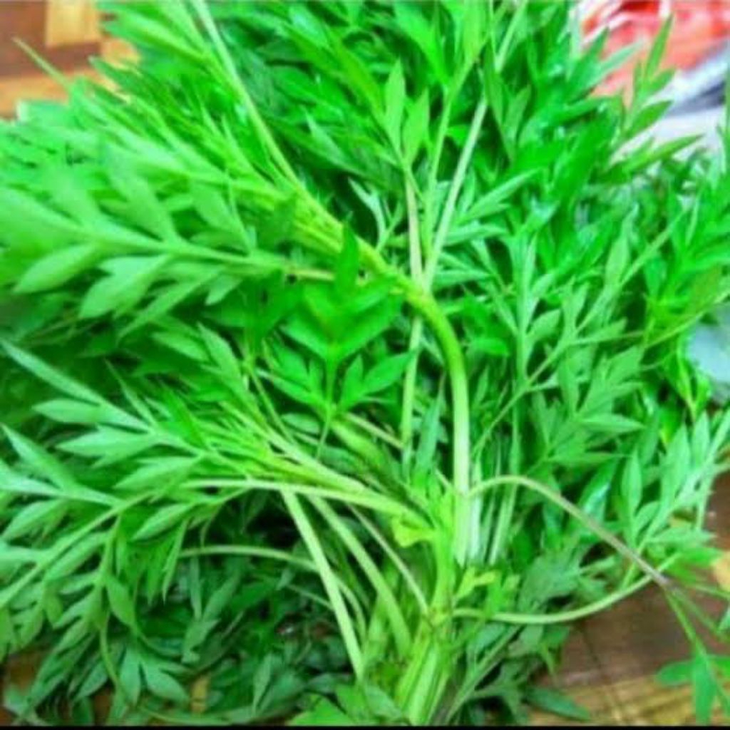 

Daun Keningkir Segar/Daun Keningkir Murah