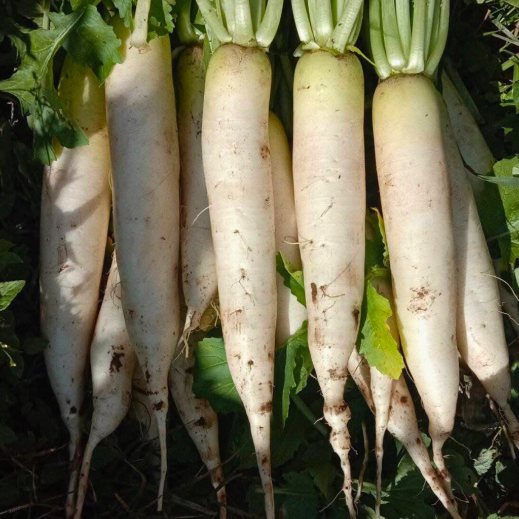 

1kg Lobak Putih Fresh