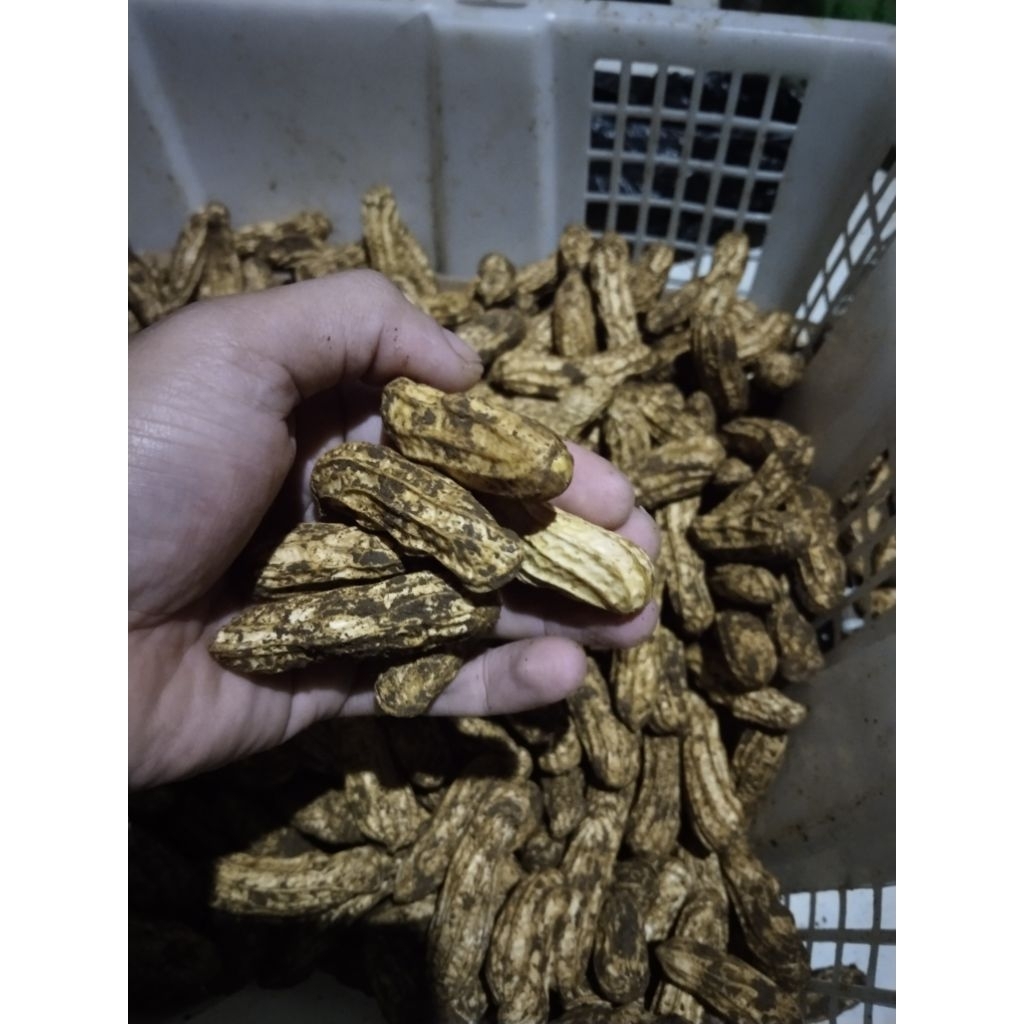 

kacang lurik batik mentah 1kg segar dan pulen