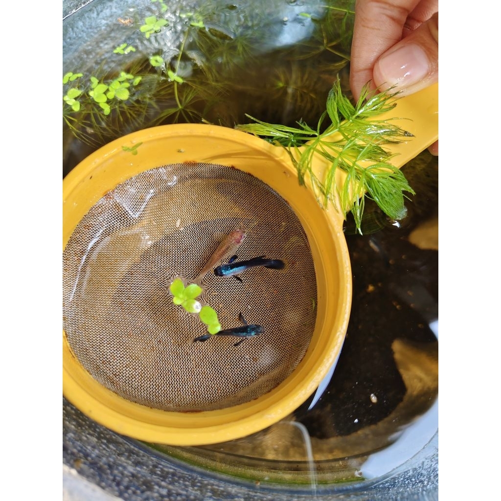 MINI PANDA/ GUPPY / IKAN HIAS