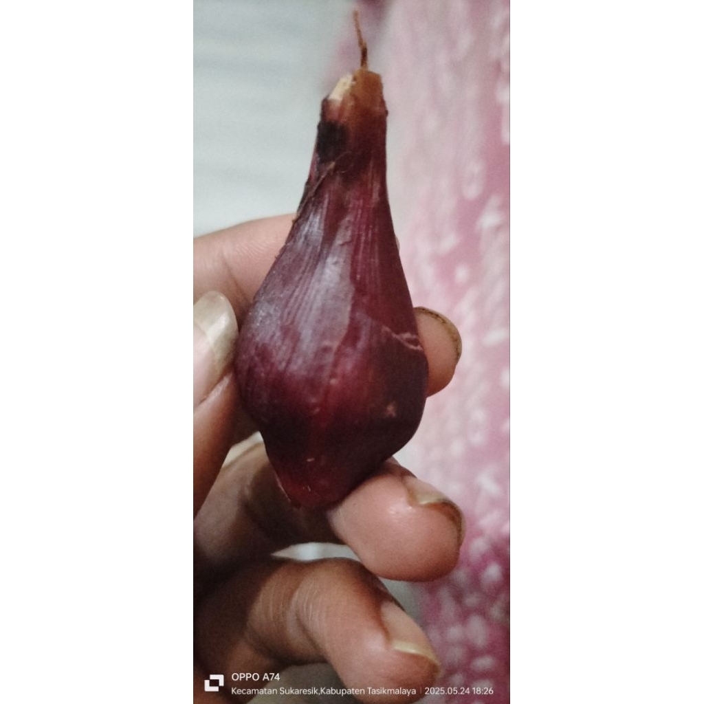 

Umbi bawang dayak segar