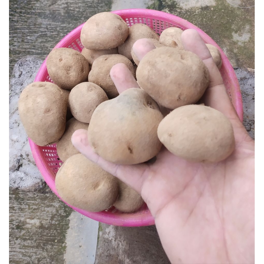 

PROMO KENTANG DIENG SEDANG | KENTANG SIOMAY MURAH