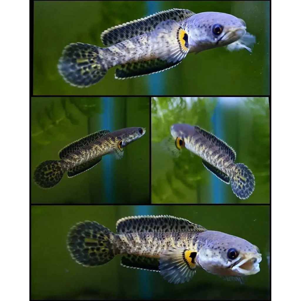 Auranti baby gondrong bahan mangap” (ukuran 3-5 cm) berkualitas