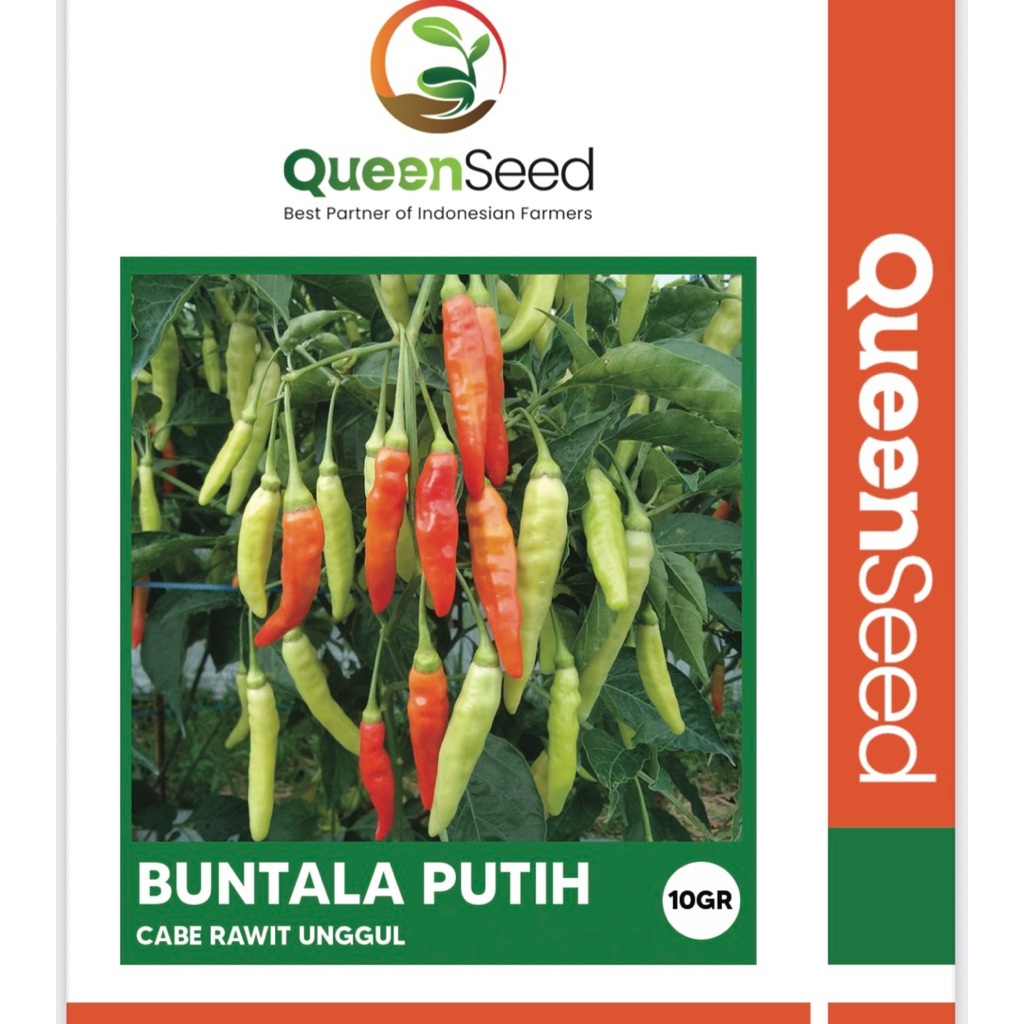 

Cabe rawit BUNTALA PUTIH