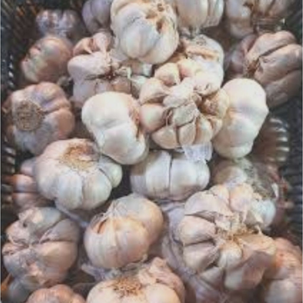 

BAWANG PUTIH BERSIH 1KG PROMO BAWANG PUTIH SINCO KUALITAS TERBAIK