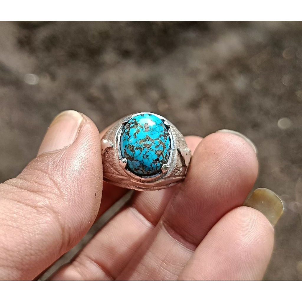 pirus Persia biru fancy